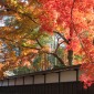 玉澤妙法華寺の秋