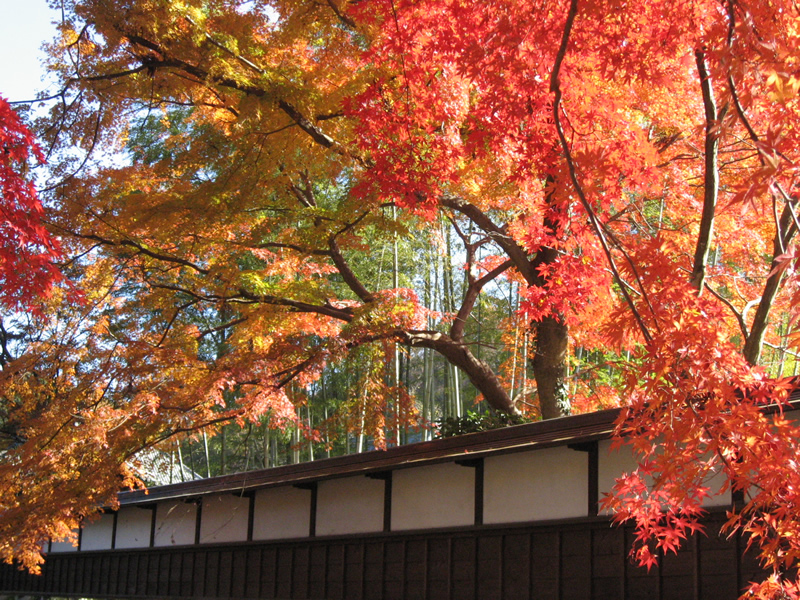 玉澤妙法華寺の秋