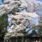 玉澤妙法華寺の春