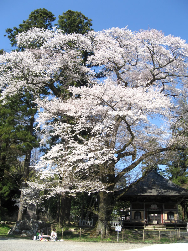 玉澤妙法華寺の春